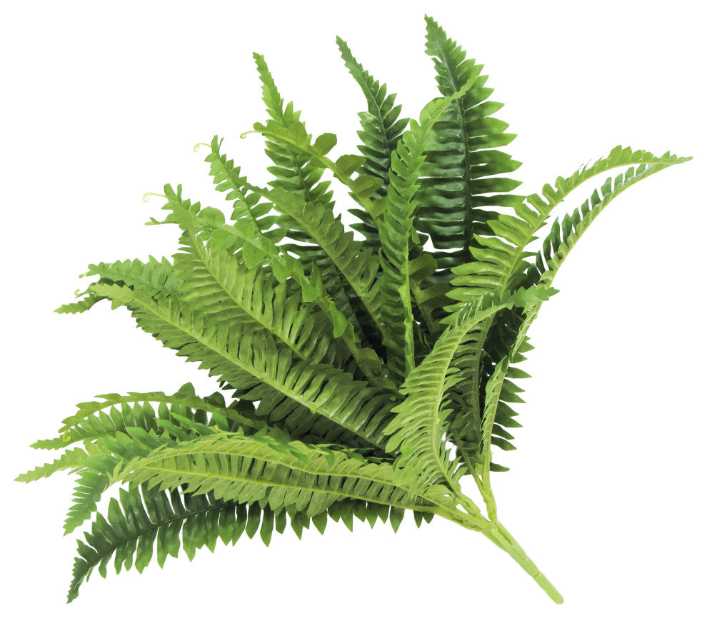 White background; close-up/cropped view of the fern fronds.