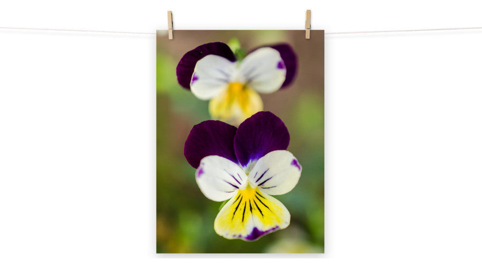 Pretty Little Violets Floral / Botanical Photograph Unframed Wall Art Prints, 18" X 24"