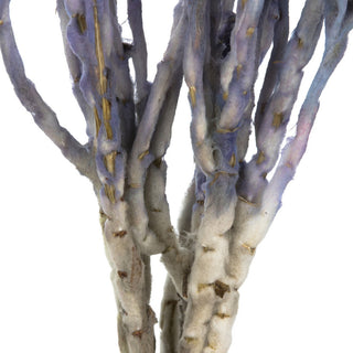 Vickerman Natural Everlasting Flowers, Dried