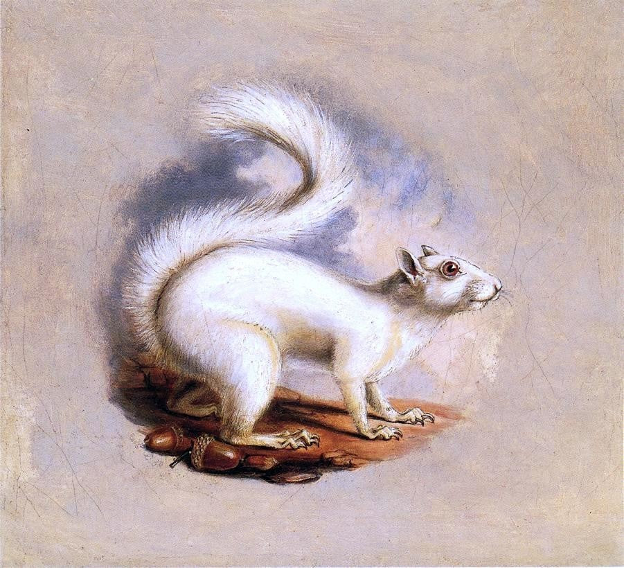 II Titian Ramsey Peale White Squirrel - 20" x 20" Premium Canvas Print