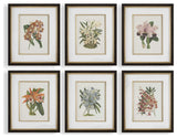 Uttermost Orchid Botanical Framed Prints Set of 6