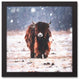 Snowy Yak 12x12 Black Framed Canvas