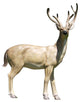 White Tail Deer 64" Garden Animal Statue