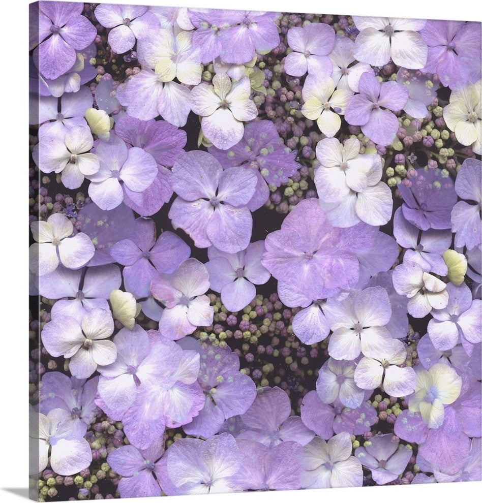 "Hydrangea Glory" Wrapped Canvas Art Print, 35"x35"x1.5"