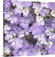 "Hydrangea Glory" Wrapped Canvas Art Print, 35"x35"x1.5"