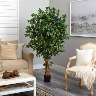 Lifestyle image showing the ficus tree in a real room setting with furniture.