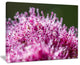 "Pink Little Flowers Close-Up View" Floral Wall Art, 20"x12"