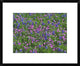 "Sand Bluebonnet and Pointed Phlox"  by Tim Fitzharris, 24x20"