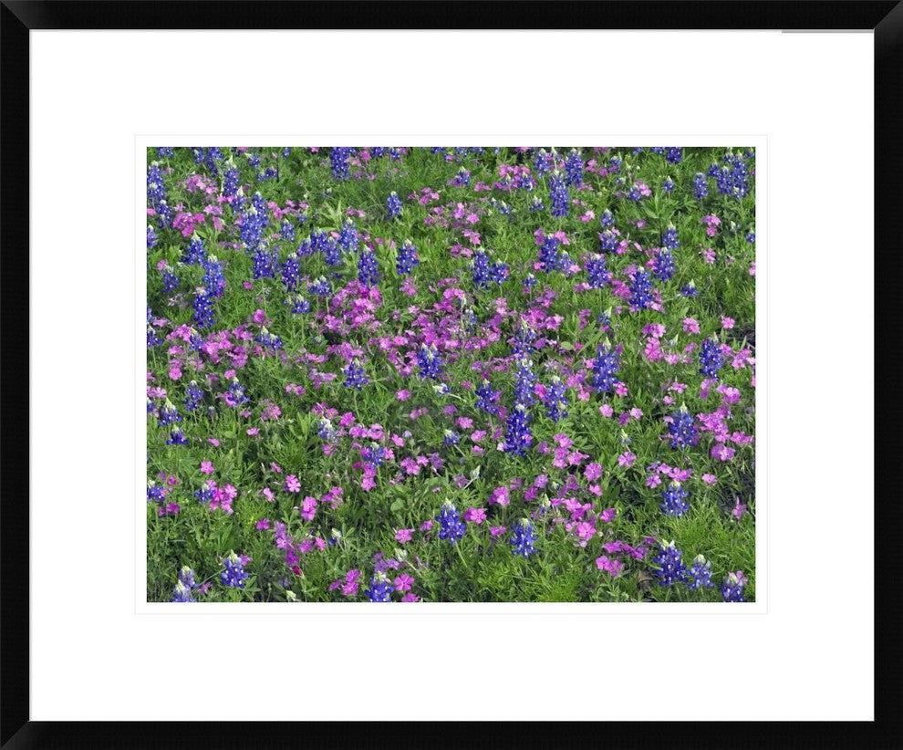 "Sand Bluebonnet and Pointed Phlox"  by Tim Fitzharris, 24x20"