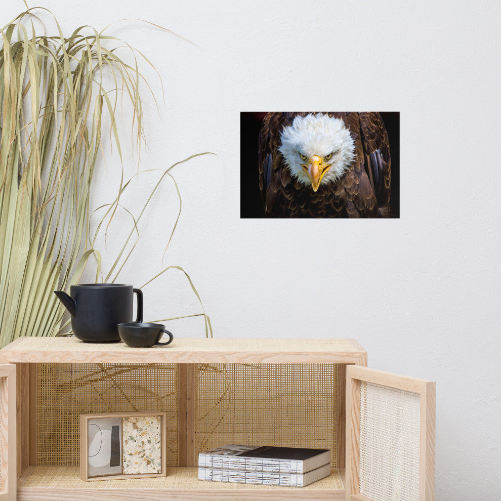 Bald Eagle Portrait Close-up Loose Wall Art Print, 12" X 18"