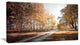 Straight Road in Fall Birch Grove, Modern Forest Canvas Art, 32"x16"