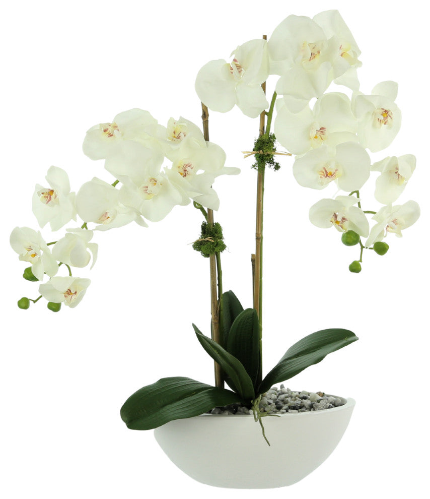 White orchids in a ceramic pot