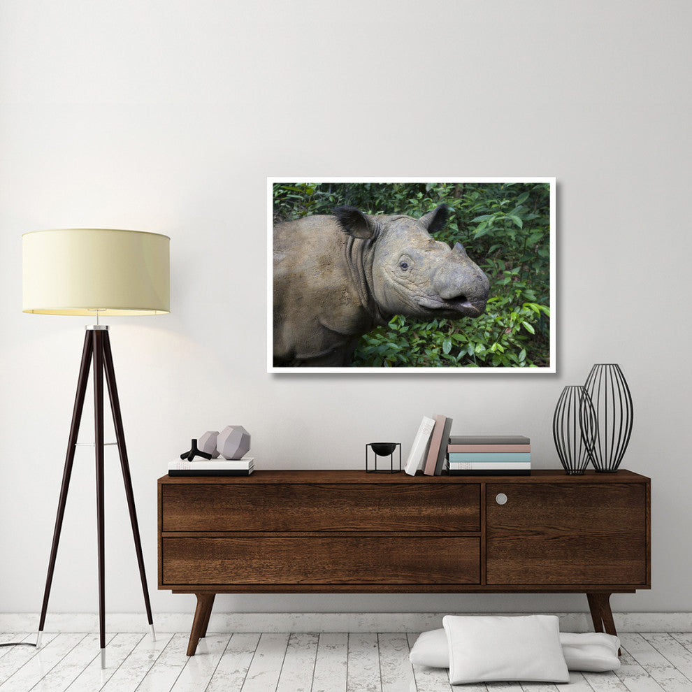"Sumatran Rhinoceros, Sumatran Rhino Sanctuary, Way Kambas" Paper Art, 50"x34"