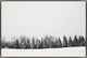 45x30 Pine Line, Framed Artwork, Silver