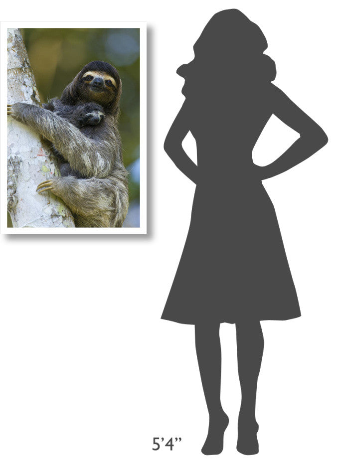"Brown-throated 3-toed Sloth, baby, Aviarios Sloth Sanctuary" Paper Art, 22"x32"