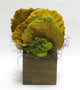 Wooden Cube Brown Stain, Sponge Mushrooms Yellow, Yellow