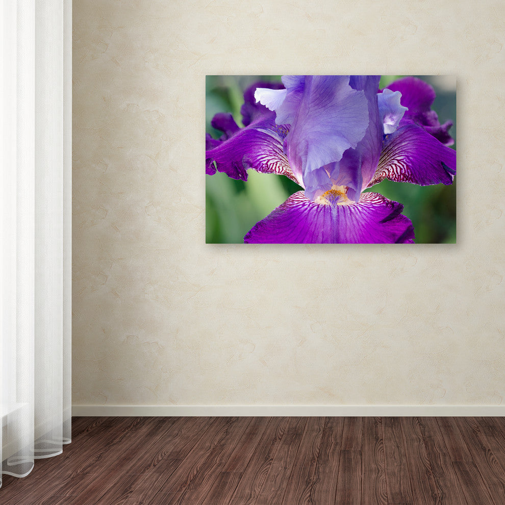 PIPA Fine Art ''Glowing Iris'' Canvas Art, 24x16
