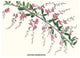 Japanes Desmodium - Fine Art Giclee Print 24" x 36"