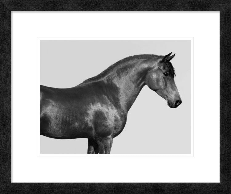 "Orpheus, Arab Horse" Framed Digital Print by Pangea Images, 24x20"