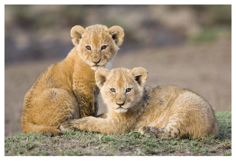 "African Lion cubs, vulnerable, Masai Mara National Reserve" Paper Art, 62"x42"