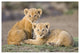 "African Lion cubs, vulnerable, Masai Mara National Reserve" Paper Art, 62"x42"