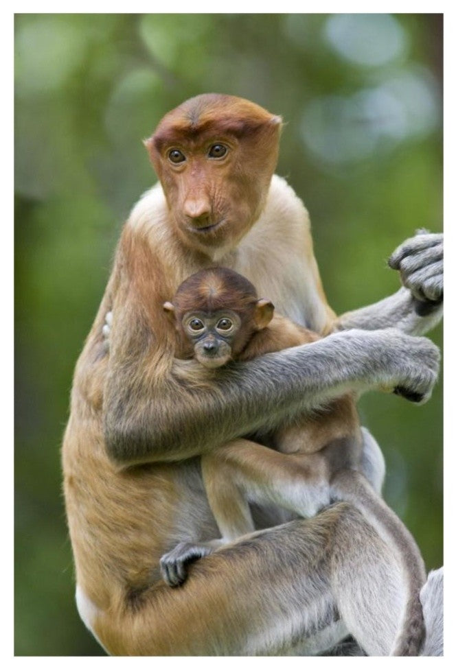 "Proboscis Monkey female holding two month old baby, Sabah" Paper Art, 22"x32"