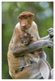 "Proboscis Monkey female holding two month old baby, Sabah" Paper Art, 22"x32"