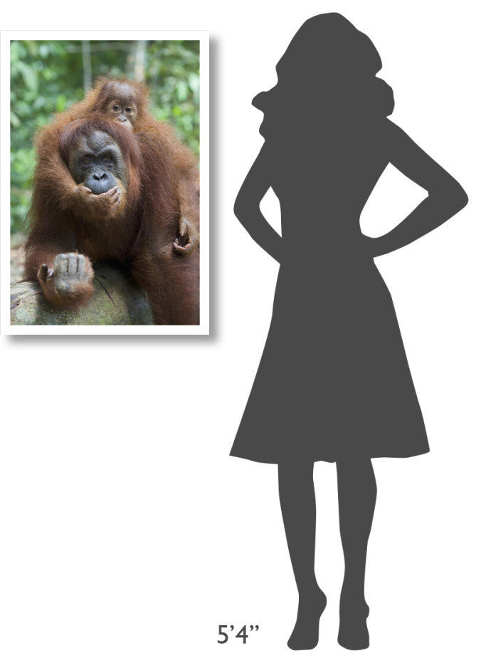 "Sumatran Orangutan mother and playful baby, north Sumatra" Paper Art, 22"x32"
