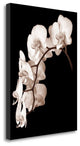 "Orchid Dance II" By John Rehner, Giclee Print on Gallery Wrap Canvas