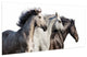 Horse Glass Wall Art Frameless Free Floating Tempered Glass Print, 24" x 63"