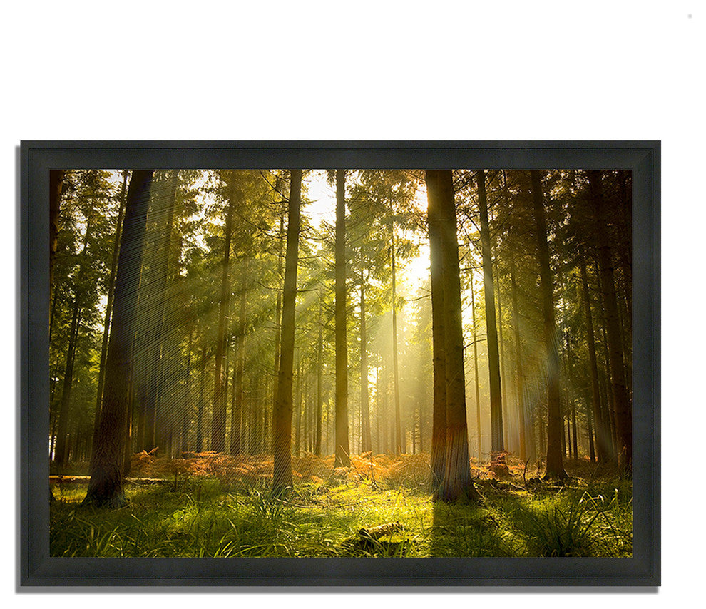 "Forest At Dusk", Framed Photograph Print, Ready To Hang