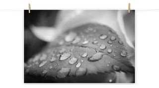 Dew on Leaf of Rose Plant Black & White Botanical Unframed Wall Art Print, 24" X 36"
