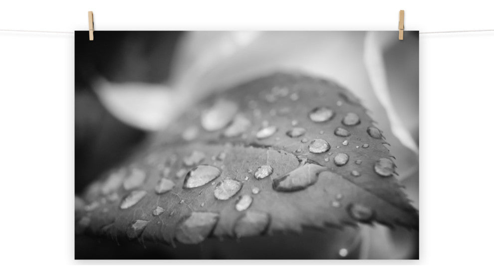 Dew on Leaf of Rose Plant Black & White Botanical Unframed Wall Art Print, 24" X 36"