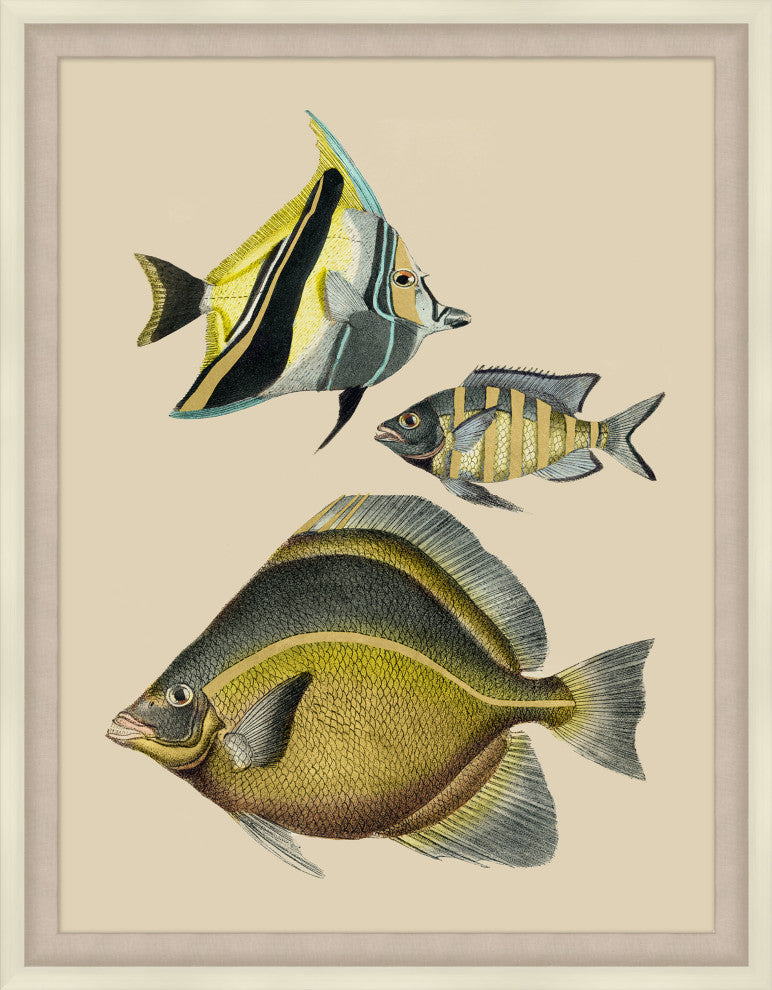 Tropical Fish With Gold Detail 1, Giclee Reproduction Artwork