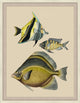 Tropical Fish With Gold Detail 1, Giclee Reproduction Artwork