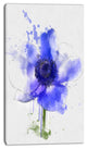 Blue Anemone Sketch Watercolor, Floral Canvas Art Print, 16"x32"