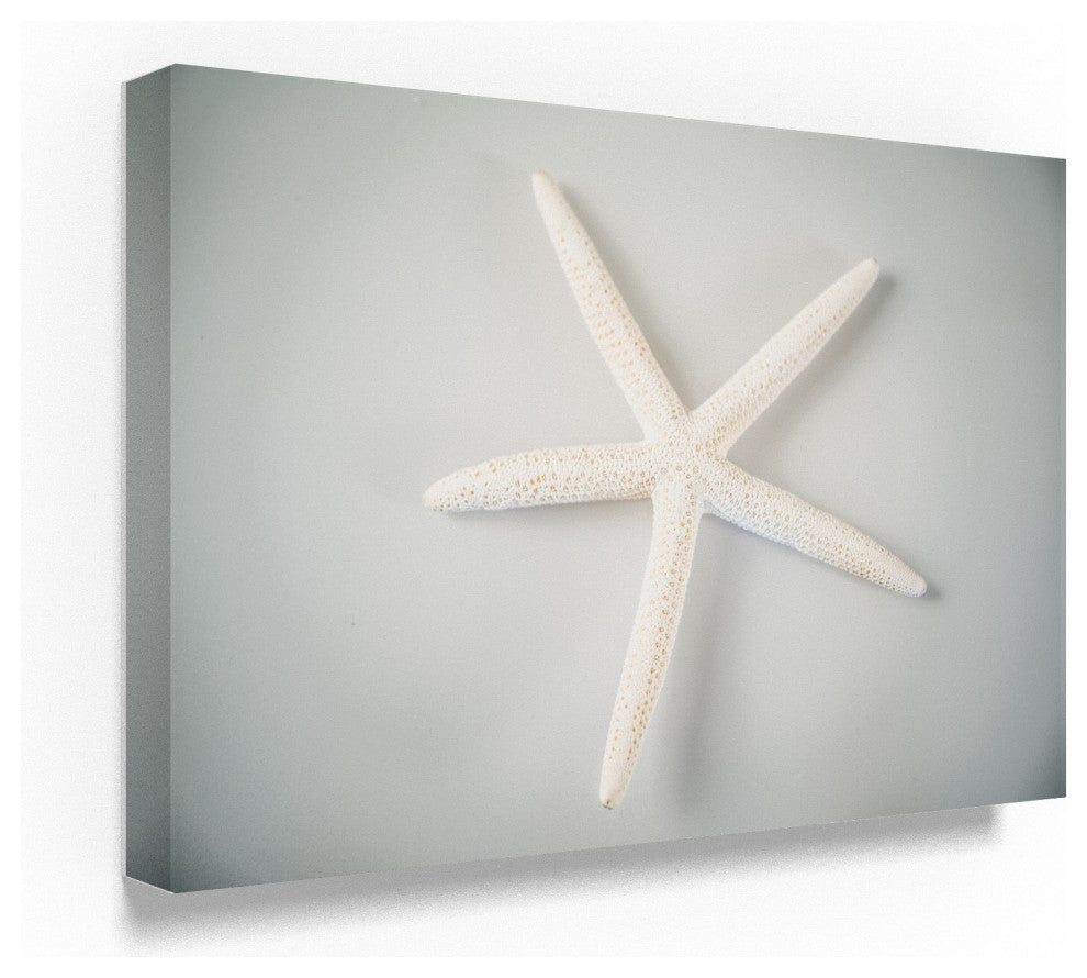 "White Starfish" by Lightboxjournal, Canvas Art, 22"x32"