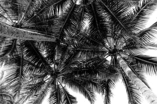 "Summer Fronds" Painting Print on Wrapped Canvas