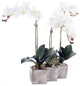 Three Sisters Real Touch White Orchid Arrangement