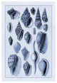 "Shells: Trachelipoda #6 (Blue)" Digital Paper Print by G.B. Sowerby, 26"x38"