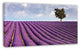 Lone Tree in Provence Lavender Field, Landscape Canvas Wall Art, 32"x16"