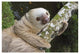 "Hoffmann's Two-toed Sloth, Aviarios Sloth Sanctuary" Paper Art, 32"x22"