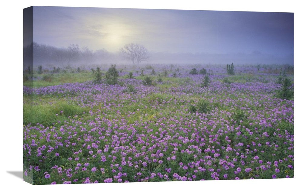 "Sand Verbena Flower Field At Sunrise In Fog, Hill Country, Texas" Artwork