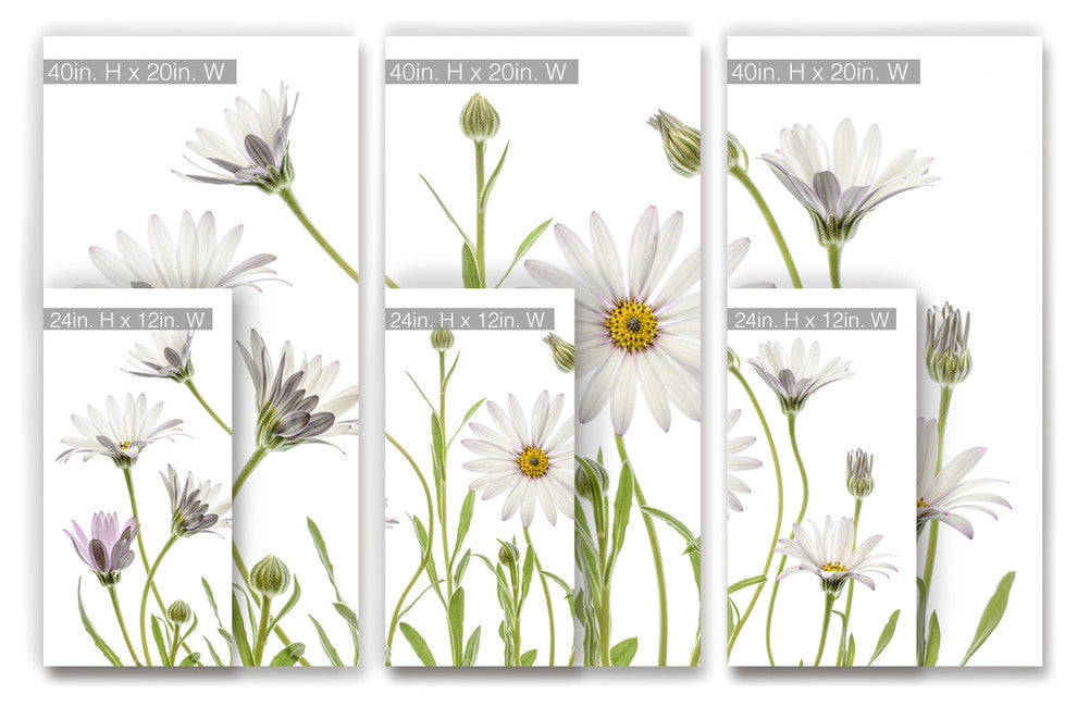 Ready2HangArt 'Cape Daisies' 3-Piece Canvas Wall Decor Set, 60"x40"