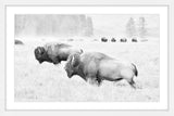 Marmont Hill, "Buffalos Two" Framed Painting Print, 45x30