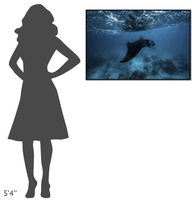 Manta Ray, 36"x24"