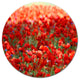 Thick Red Poppy Flower Field, Flower Round Wall Art, 11"