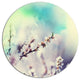White Cherry Blossoming Flowers, Flower Disc Metal Wall Art, 11"