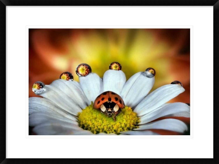 "The vanity of the ladybug"  by Ghizzi Panizza Alberto, 30x22"