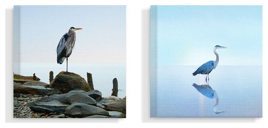 BHeron Ocean Animal Photograph 2-Piece Set, 17"x17"